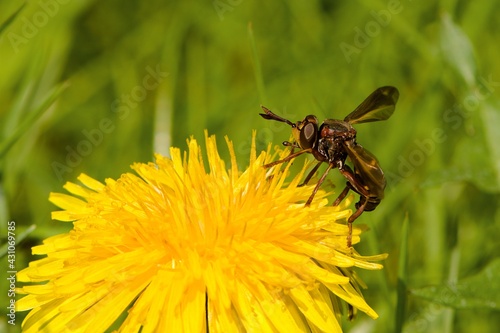 Piekna muchówka z rodziny wyślepkowatych (Conopidae), prawdopodobnie wyślepek wiosenny (Conops cf. vesicularis), którego larwy są pasożytami trzmiela żółtego (Bombus muscorum) © Lancan