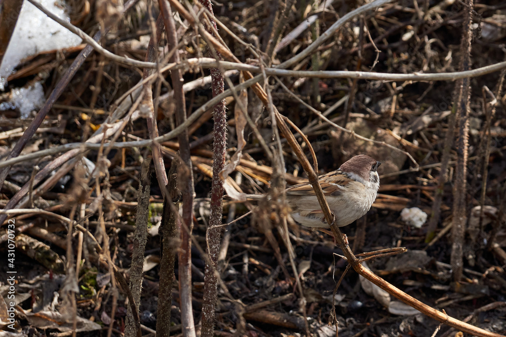 Spring. A sparrow sits on a branch of a bush. Spring. A sparrow sits on a branch of a bush.