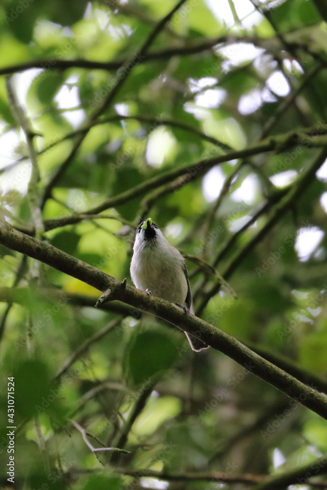 willow tit willow tit