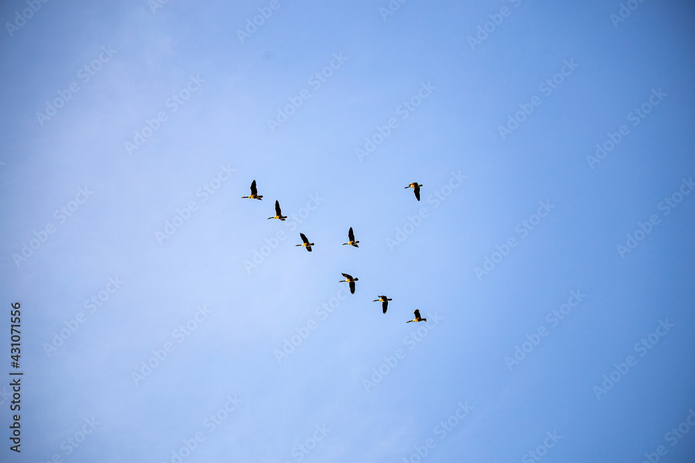 Flock of Geese in flight