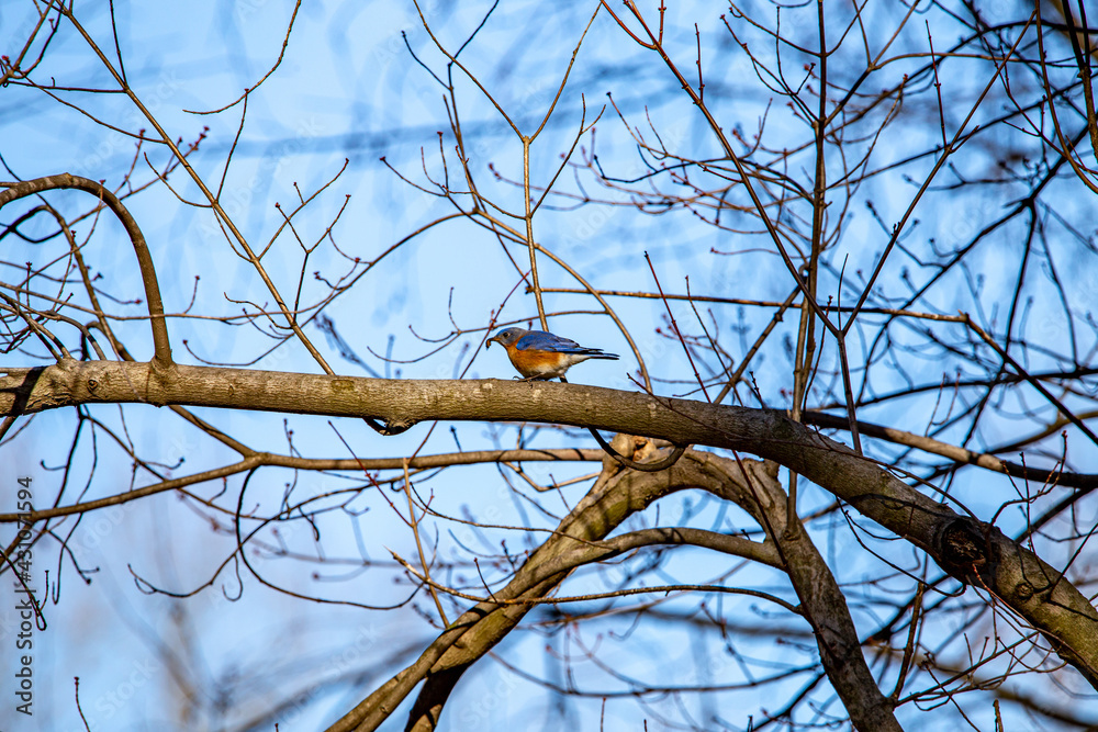 Blue Bird in a Tree Blue Bird in a Tree