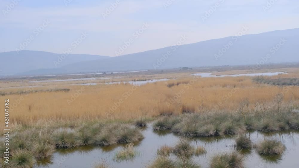 Nature in floodplain in Karacabey Turkey. Trees extends to sky and many types of plants suches bushes and marshy places and forest. Nature in floodplain in Karacabey Turkey. Trees extends to sky and many types of plants suches bushes and marshy places and forest.