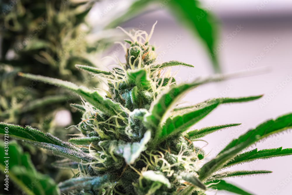 Obraz premium HDR close up shot of a cannabis plant blossom