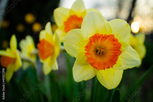 Fototapeta Naklejka Na Ścianę i Meble -  spring yellow flowers daffodils  close up
