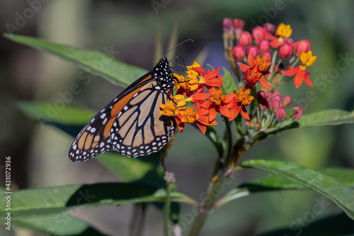 Western Monarch Butterfly Feeding on Orange and Yellow Milkweed Flowers © Laurie Wilson