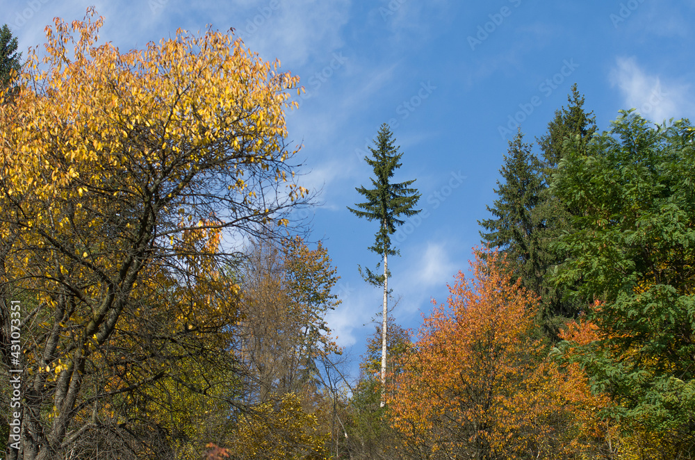 Autumn bright colorful trees in the mountains. Tall spruce on a background of blue haze. Autumn bright colorful trees in the mountains. Tall spruce on a background of blue haze.