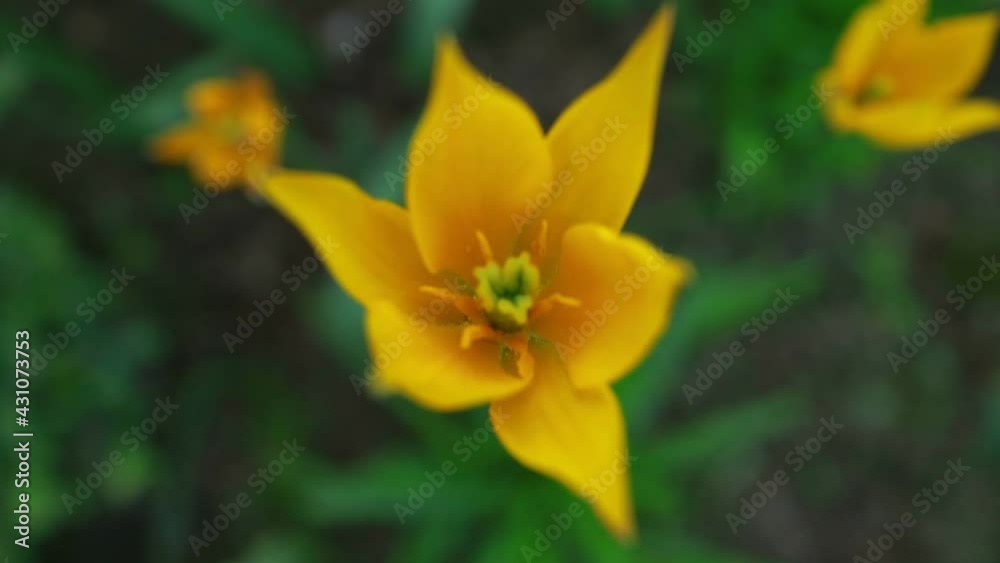 spring flowers yellow tulips top view spring flowers yellow tulips top view