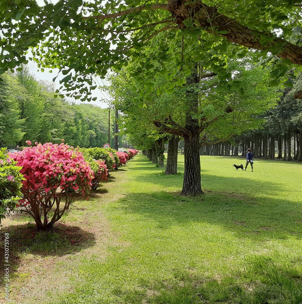 若葉の美しい5月・銀杏並木で犬を散歩させる人