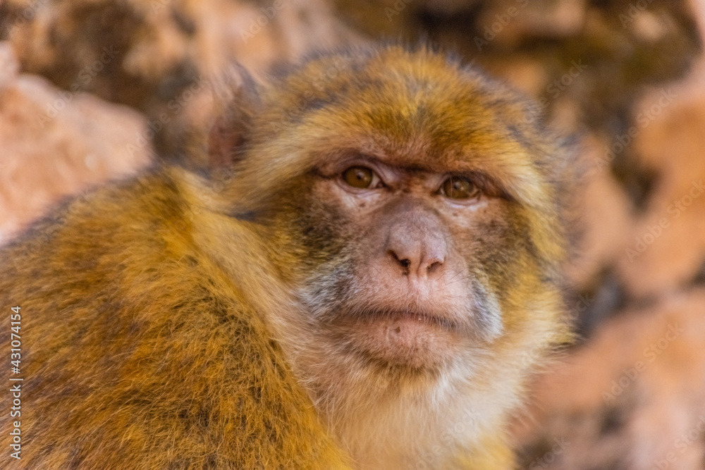 Fototapeta premium Portrait of a wild barbary ape, Morocco