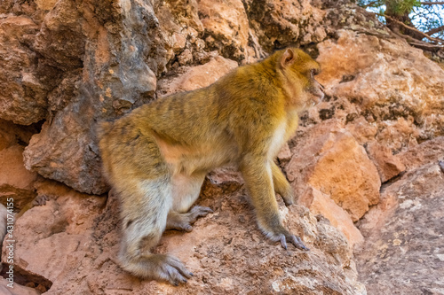 Wild barbary ape in the mountains of Morocco