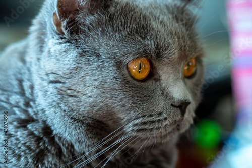 Portrait british cat with a sad look. Gray fluffy thoroughbred cat