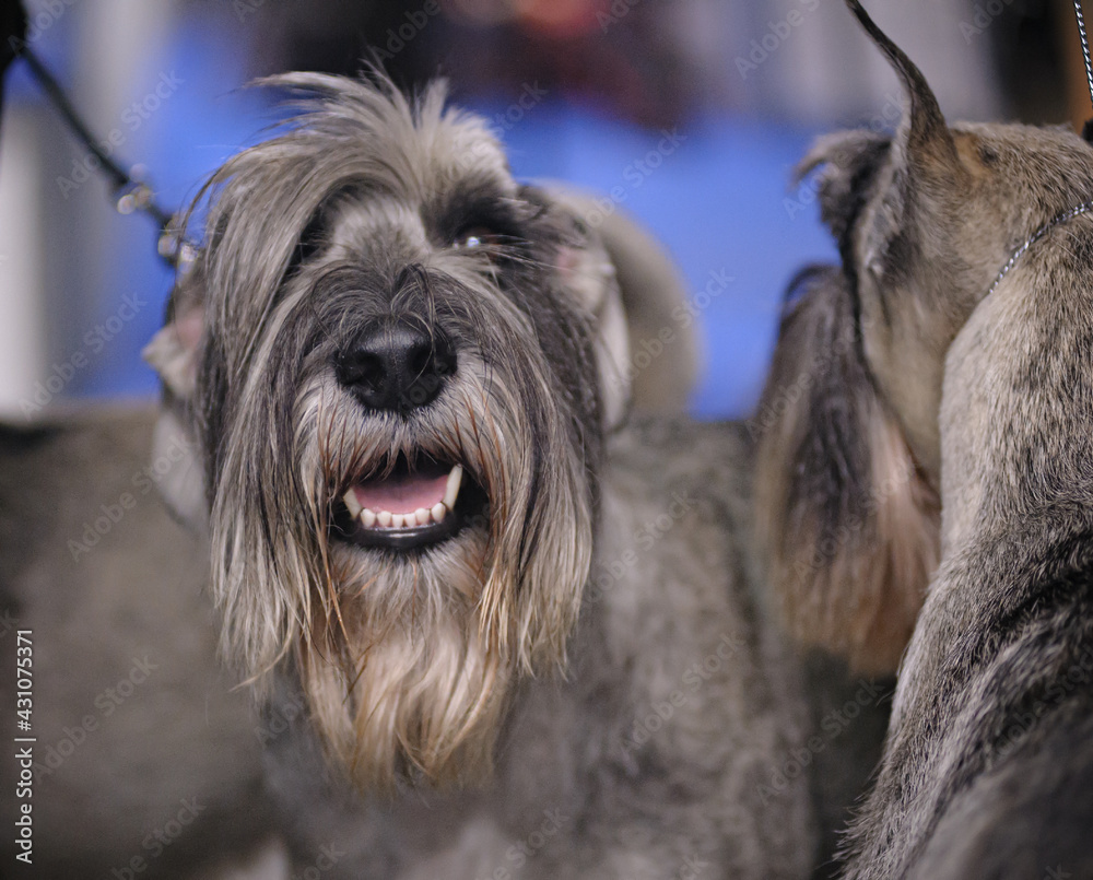 Cute mittel schnauzer dogs on a dog show