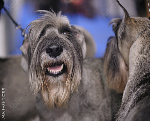 Obraz na płótnie Cute mittel schnauzer dogs on a dog show w salonie