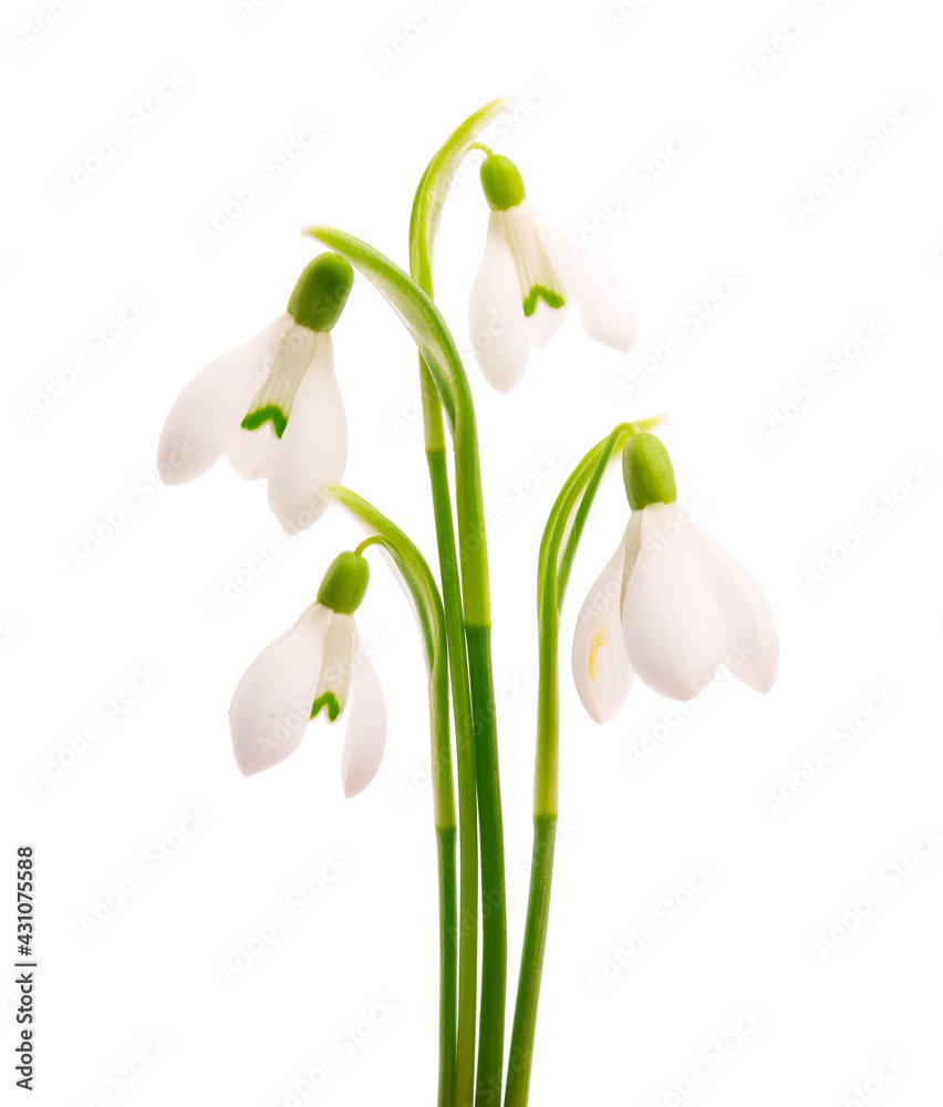 Snowdrop flowers isolated on white background. Beautiful spring flowers. Snowdrop flowers isolated on white background. Beautiful spring flowers.