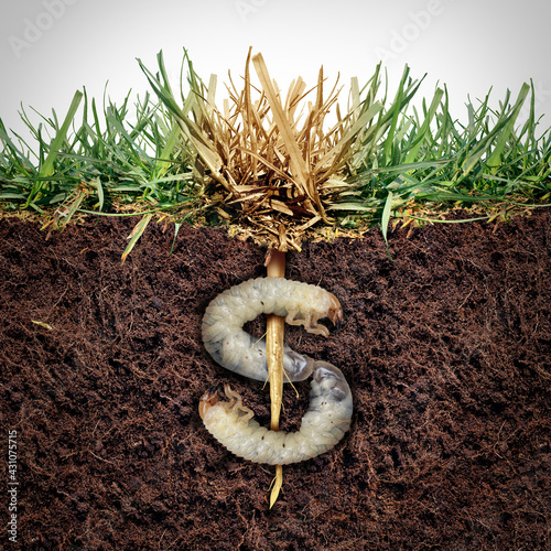 Lawn damage cost and grub damaging a garden as chinch larva damaging grass roots causing an expensive brown patch disease in the turf as a composite image shaped as a money sign. photo