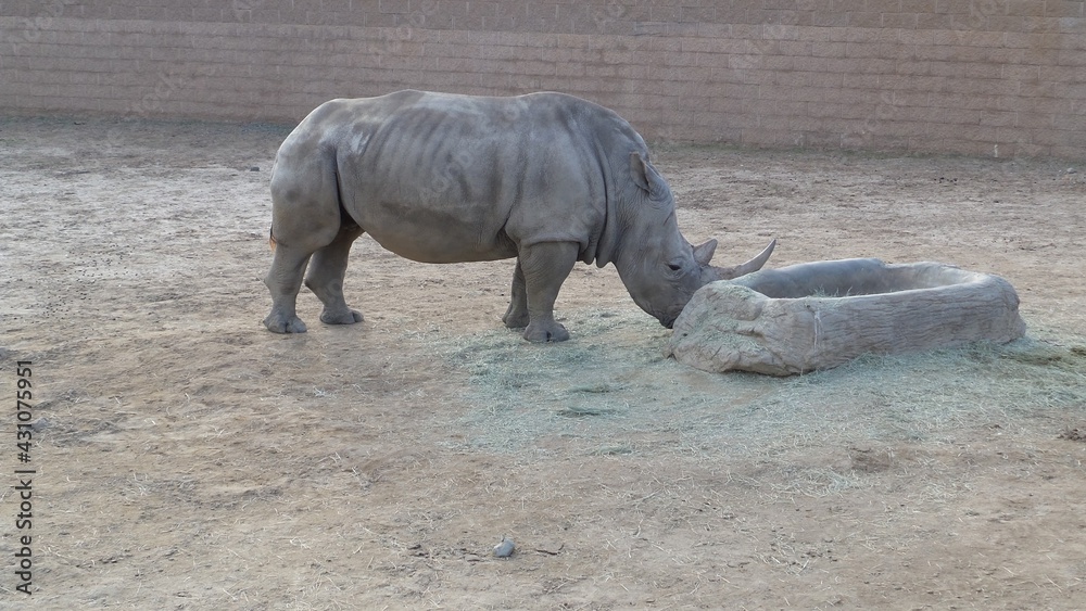Fototapeta premium Rhino at San Diego zoo