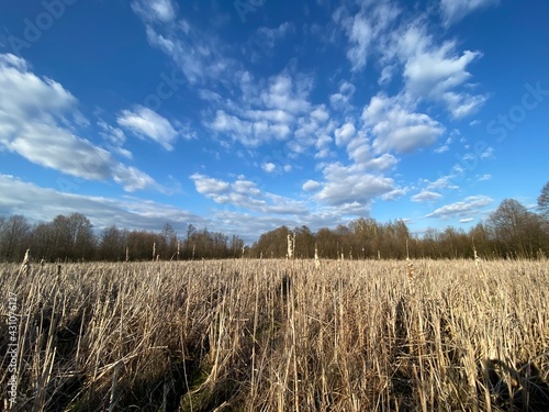 backwaters covered with reeds  wild nature  natural landscape  Europe POLAND