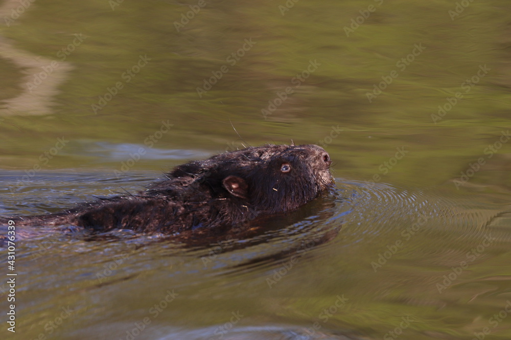 Fototapeta premium beaver swimming in the water