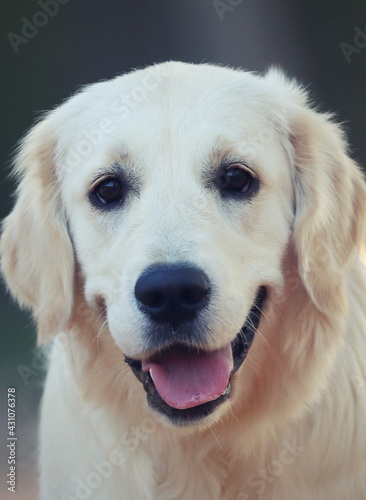 golden retriever puppy, dog portrait