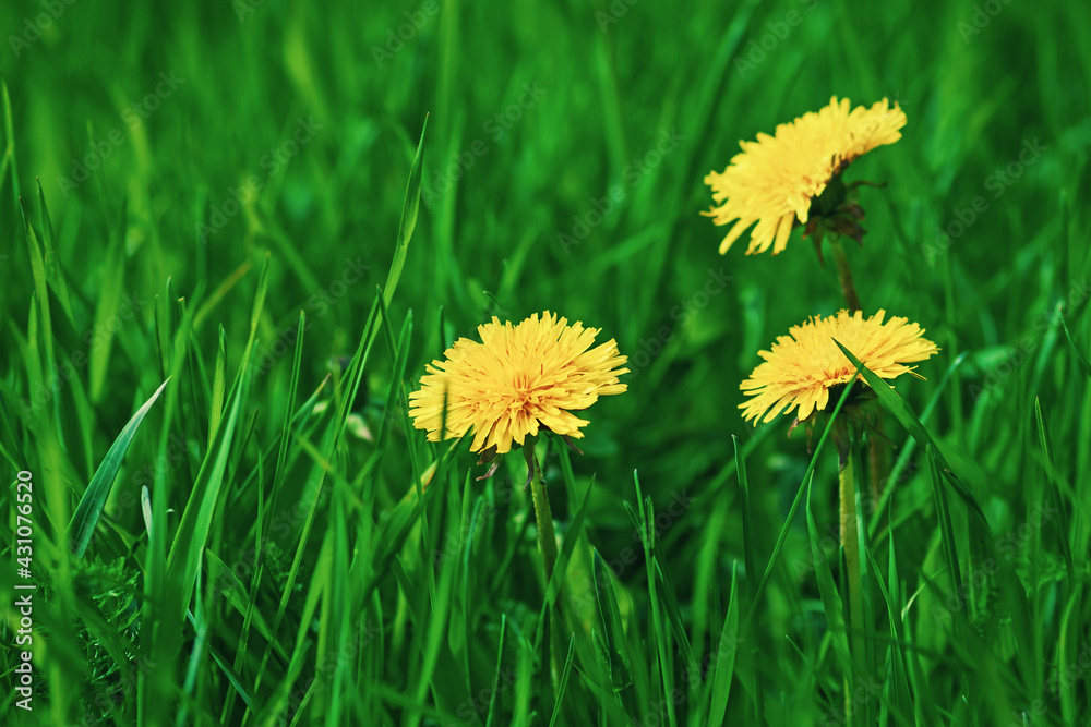 Yellow dandelions blooming in green grass Yellow dandelions blooming in green grass