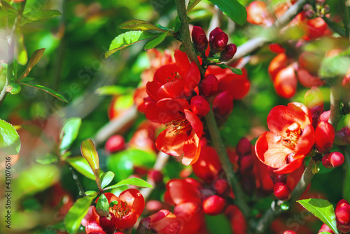 Flowering quince in red flowers, Chaenomeles japonica blooming in spring photo