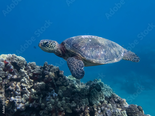 Sea Turtle Glides over Coral Reef in Clear Blue Water © Erin