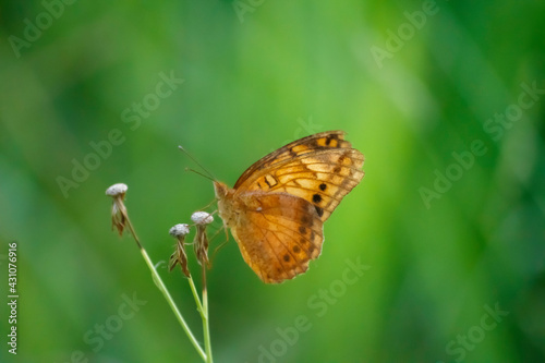 Butterfly's Delight: Nature's Art on Display