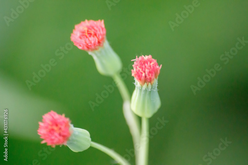 Wildflower Oasis: Beauty Amidst the Wilderness