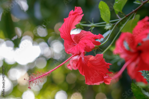 Exotic Elegance: Capturing the Beauty of a Hibiscus Flower