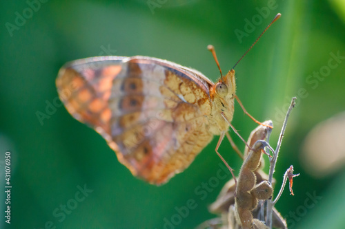 Ephemeral Beauty: Capturing the Magic of a Butterfly