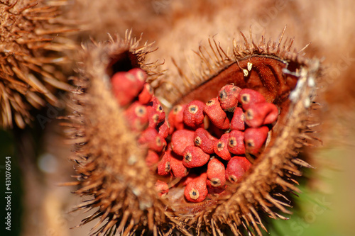 Vibrant Red Seeds: Unveiling the Beauty of Urucum