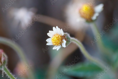 Golden Blooms: Radiance in Yellow