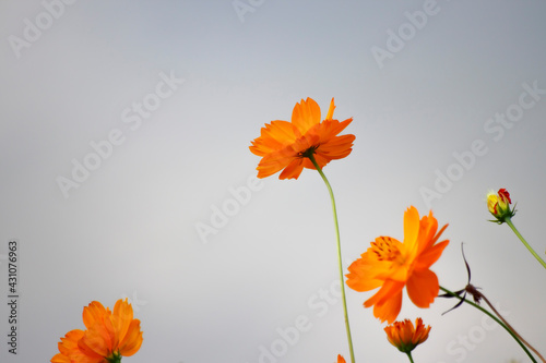 Abundance of Sunshine: A Garden Filled with Yellow Cosmos