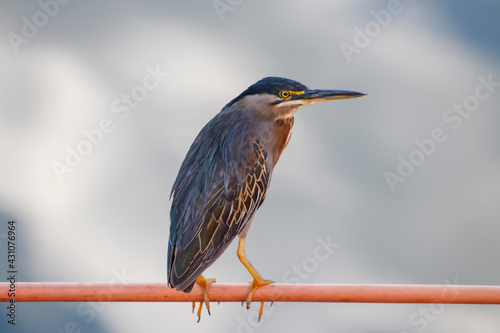 Tranquil Avian Beauty: A Moment of Stillness