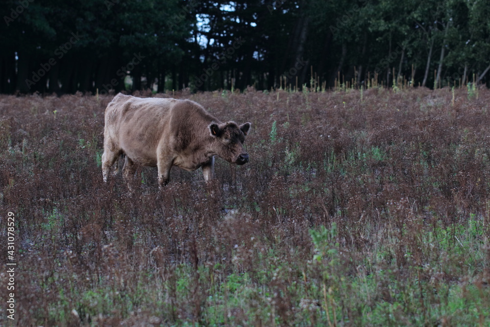 Fototapeta premium galloway