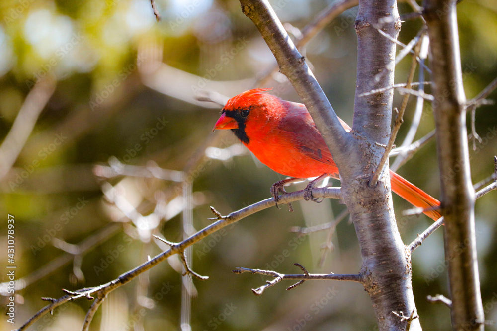 Vibrant red male cardinal perched on a branch background is slightly blurred nice sunny day Vibrant red male cardinal perched on a branch background is slightly blurred nice sunny day