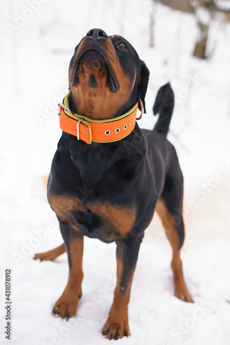 Black and tan Rottweiler dog with an orange soft collar posing outdoors standing on a snow in winter photo