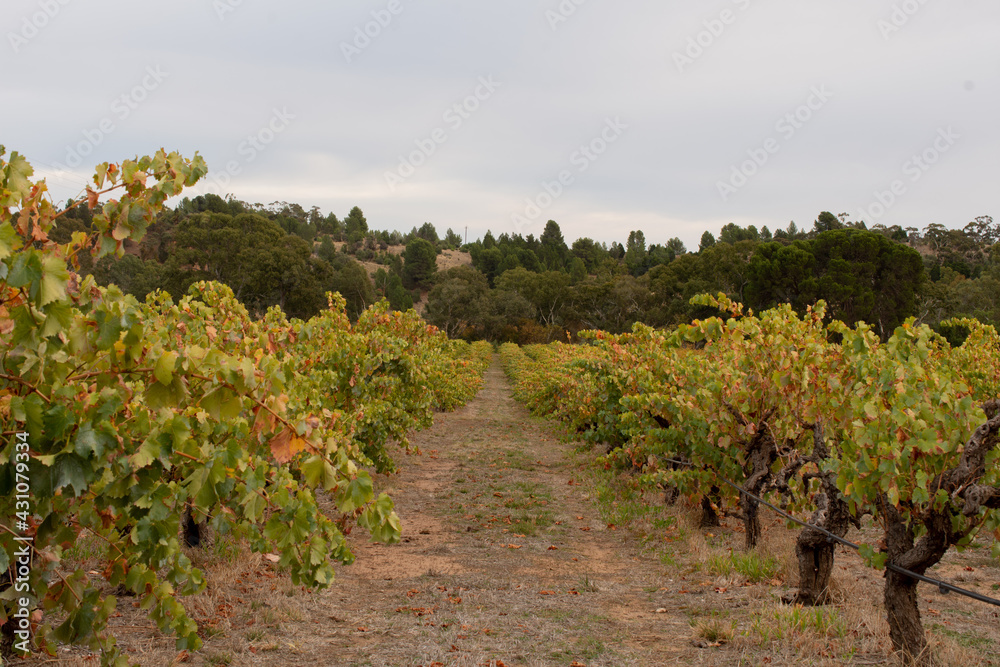 Row of vine yard rowlands flat ealy autumn