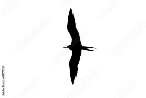Bird Silhouette Flying Isolated On White