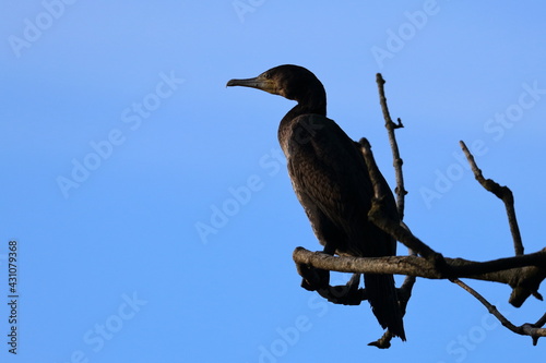 cormorant © Thomas