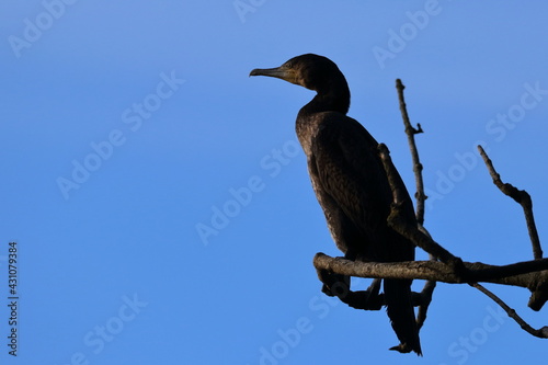 cormorant