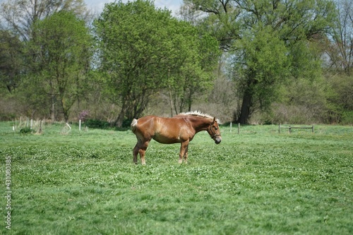 horse in field