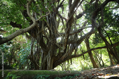 Old Bantan tree in hamahiga Isl.   Okinawa.  The tree where God dwells. 