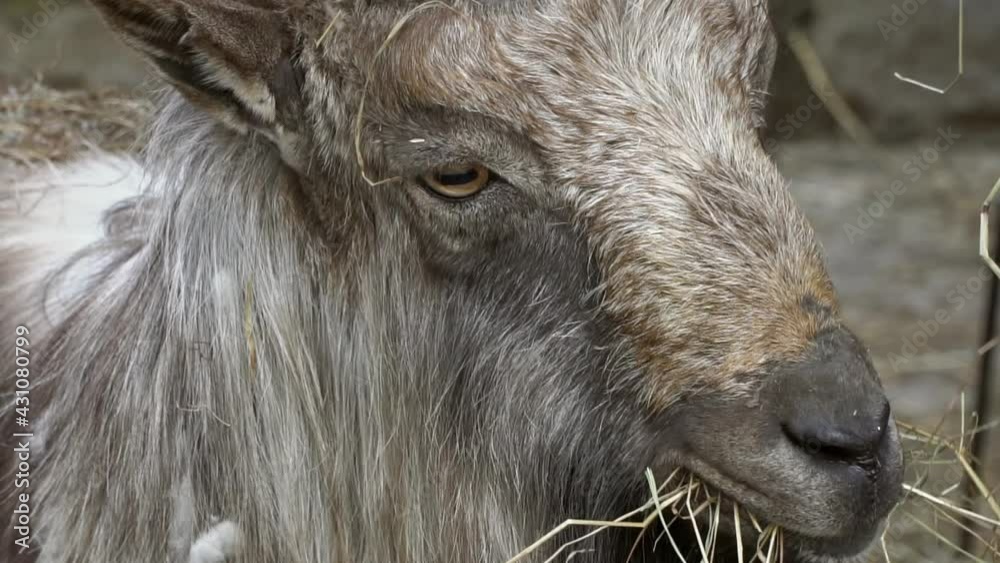 Everyday life of funny screw horn goats in captivity Everyday life of funny screw horn goats in captivity