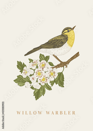 Willow warbler on a branch.