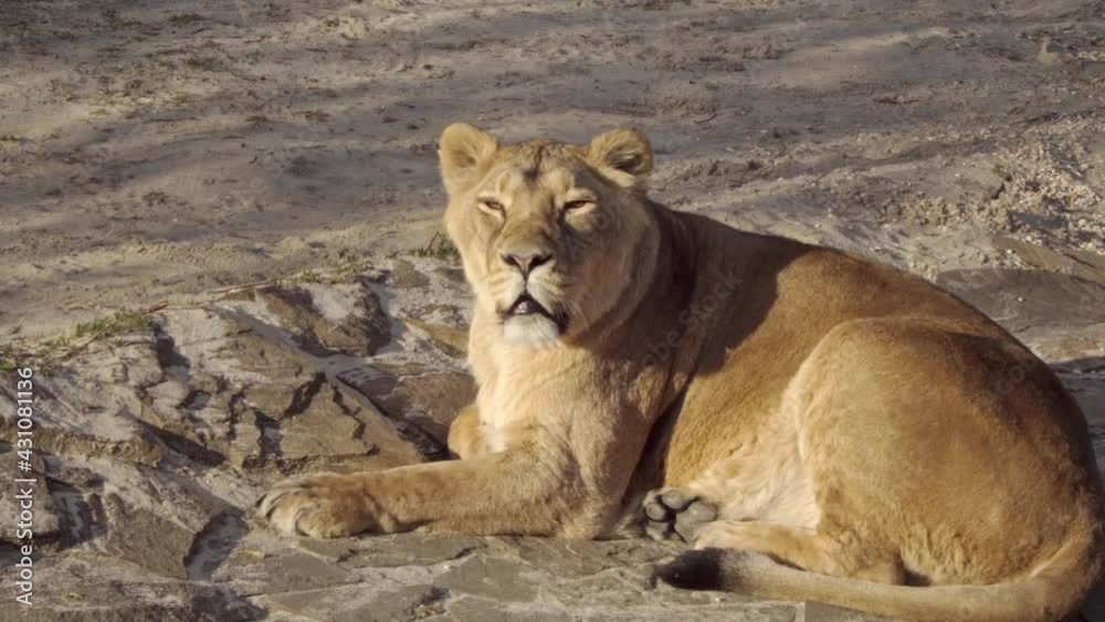Eye contact with an Asian lioness watching the cameraman Eye contact with an Asian lioness watching the cameraman