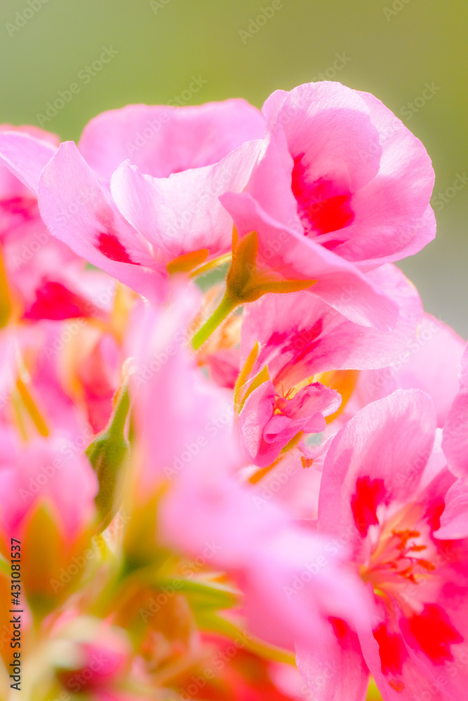 ベランダにてガーデニング。ピンクのゼラニウムの花のクローズアップ。花言葉は「決心」「決意』