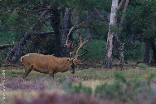 red deer