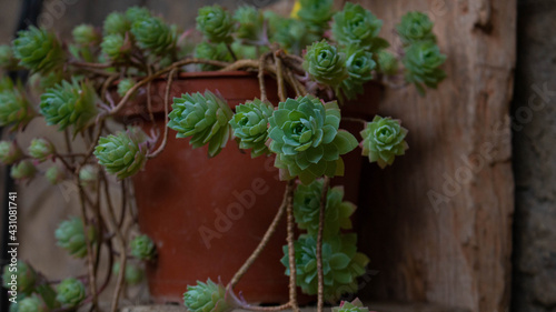 Maceta con suculentas