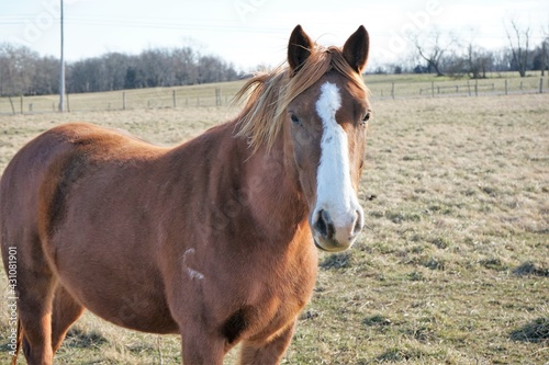 portrait of a horse
